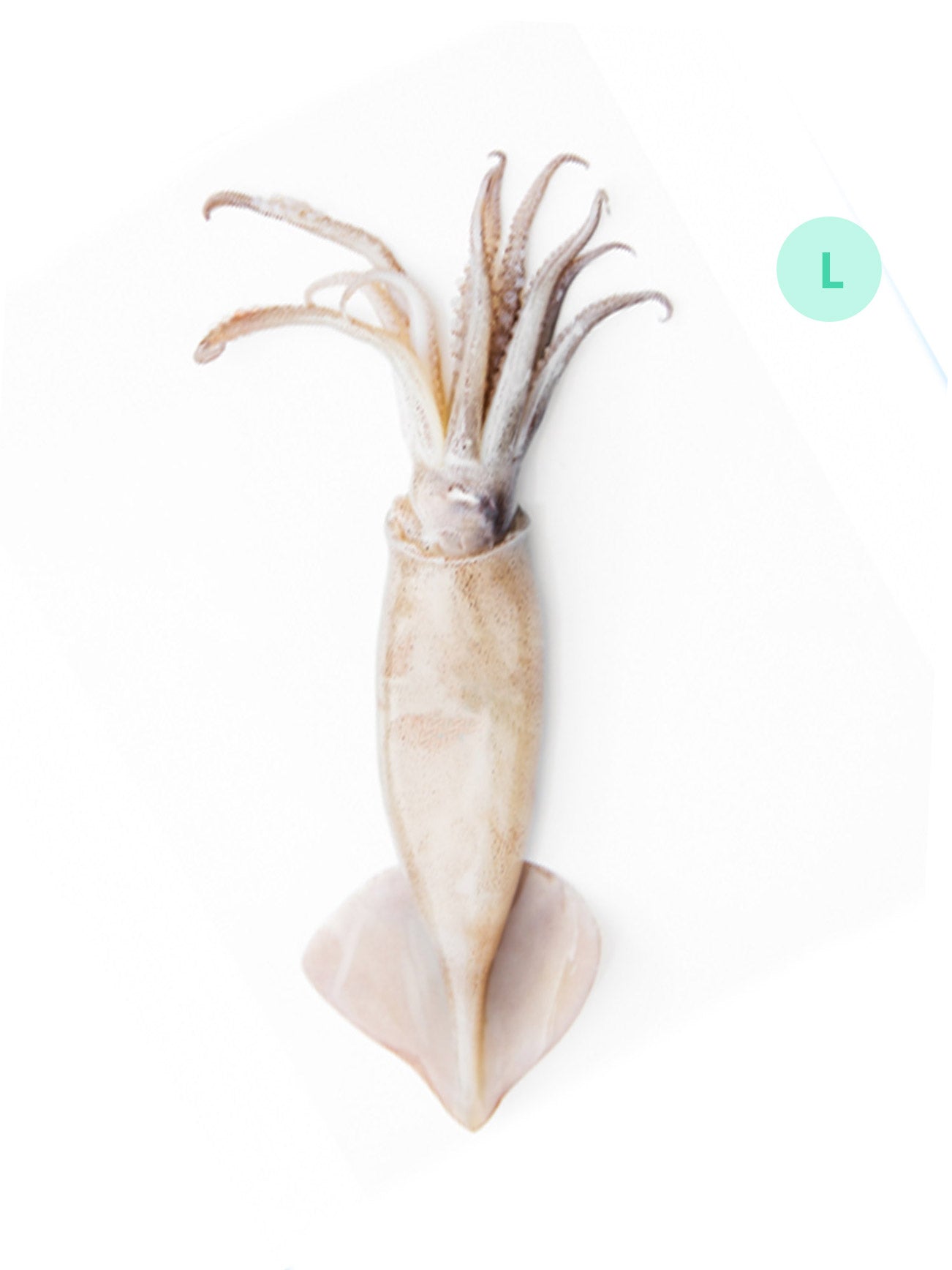 SOTONG PUTIH/SQUID L (+/-600G)